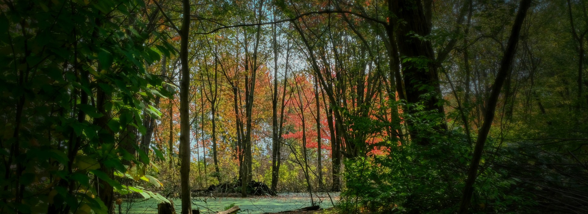 Sunlight through autumn trees at a forest pond