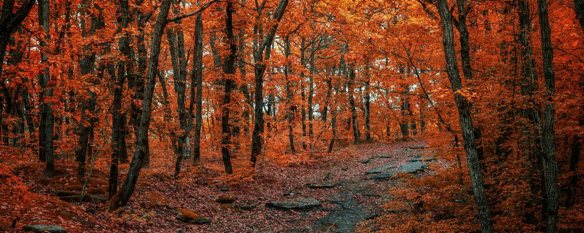 A stone-lined trail through autumn woods in the Berkshires
