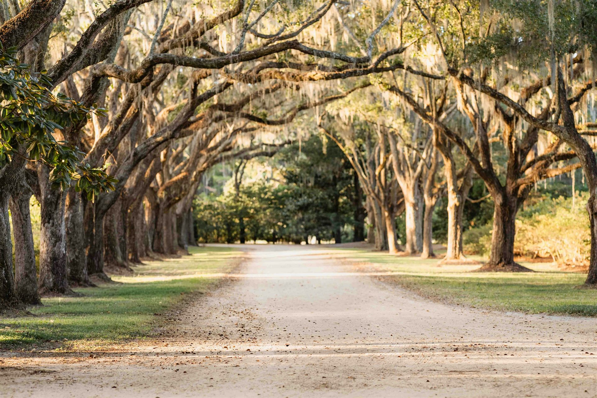 Oak allee dripping with Spanish moss near Charleston, South Carolina